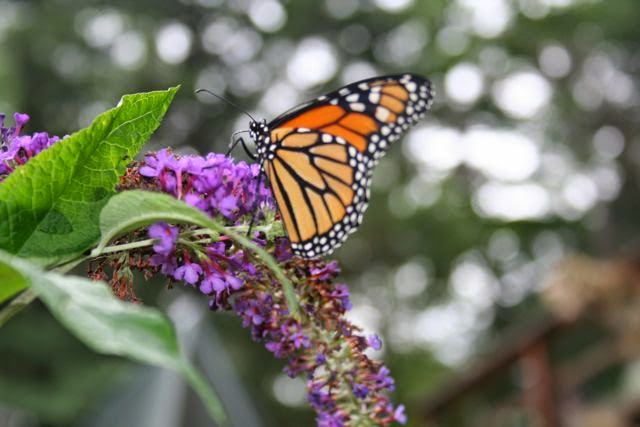 Monarch on butterfly bush