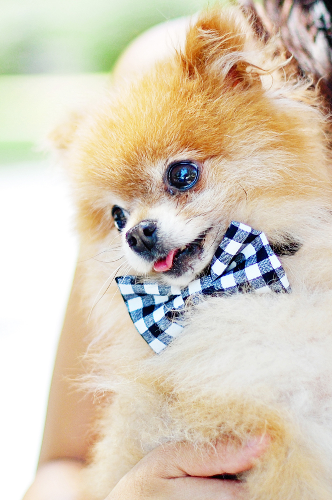 DIY NoSew Wedding BowTie Chic Sprinkles