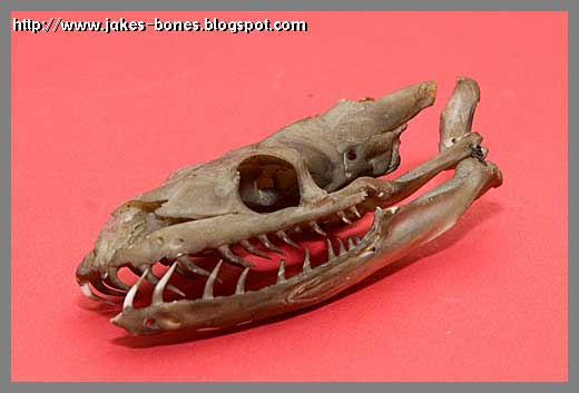 Boa Skull