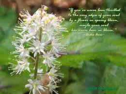 Free Wallpaper Dekstop: Quotes about spring, quotes on spring