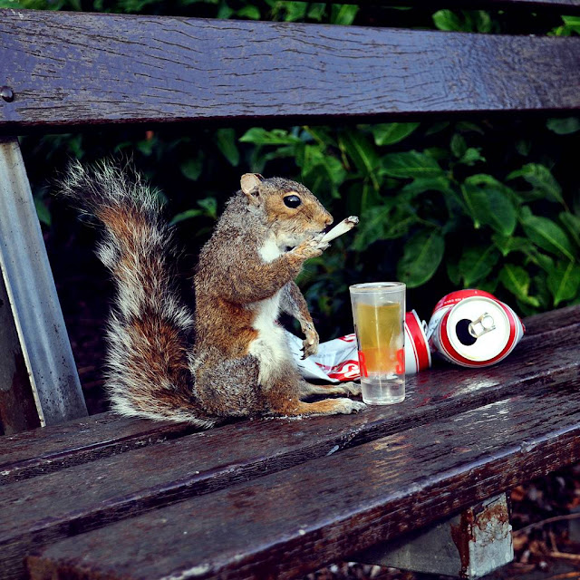 Image result for drunk squirrel