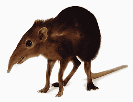 Elephant Shrew Life