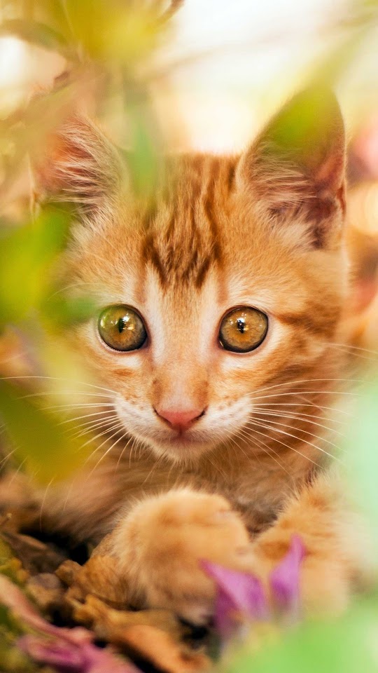   Beautiful Yellow Cat   Android Best Wallpaper