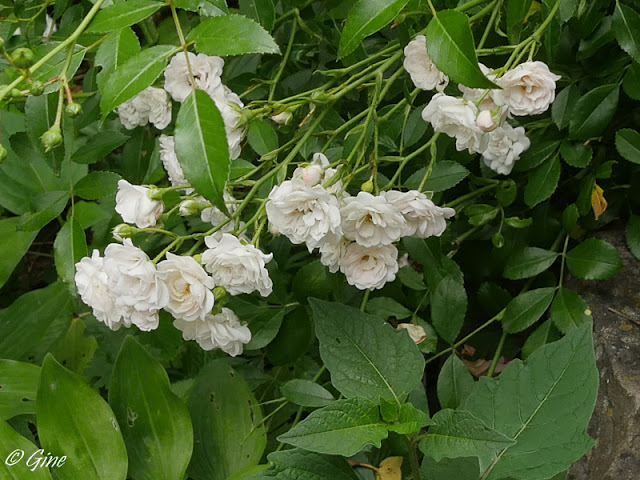 Noir Blanc Hortensia