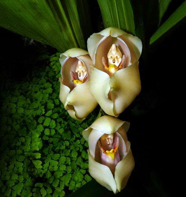 flowers-look-like-animals-people-monkeys-orchids-pareidolia-3.jpg