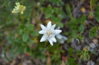 EDELWEISS/ la Plagne, FRANCE 2015