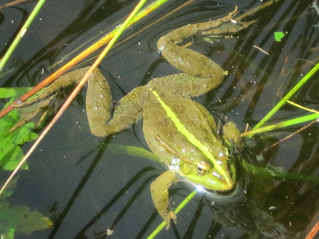 the frogs pond the frogs pond