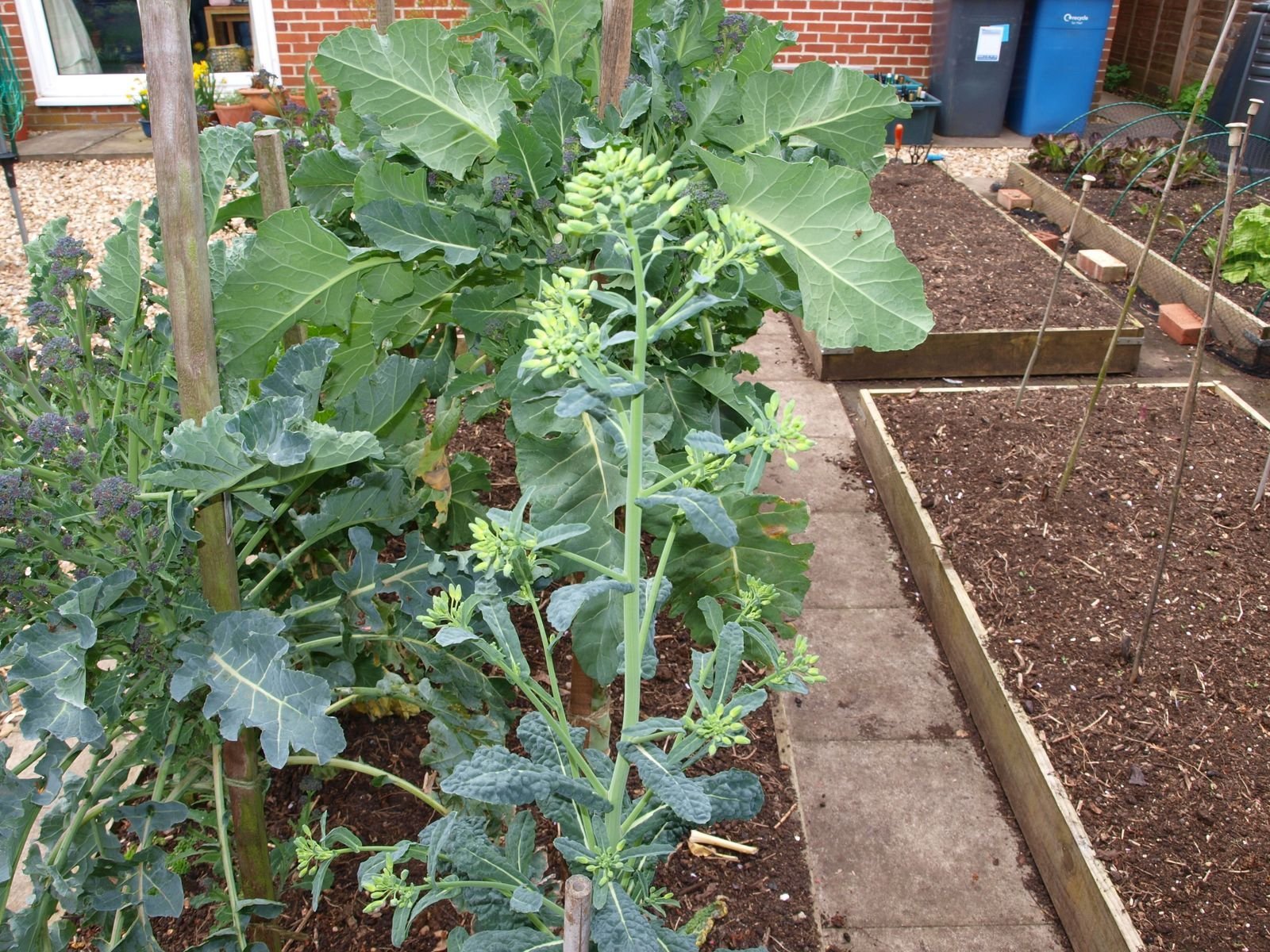 Sprouting Cavolo Nero