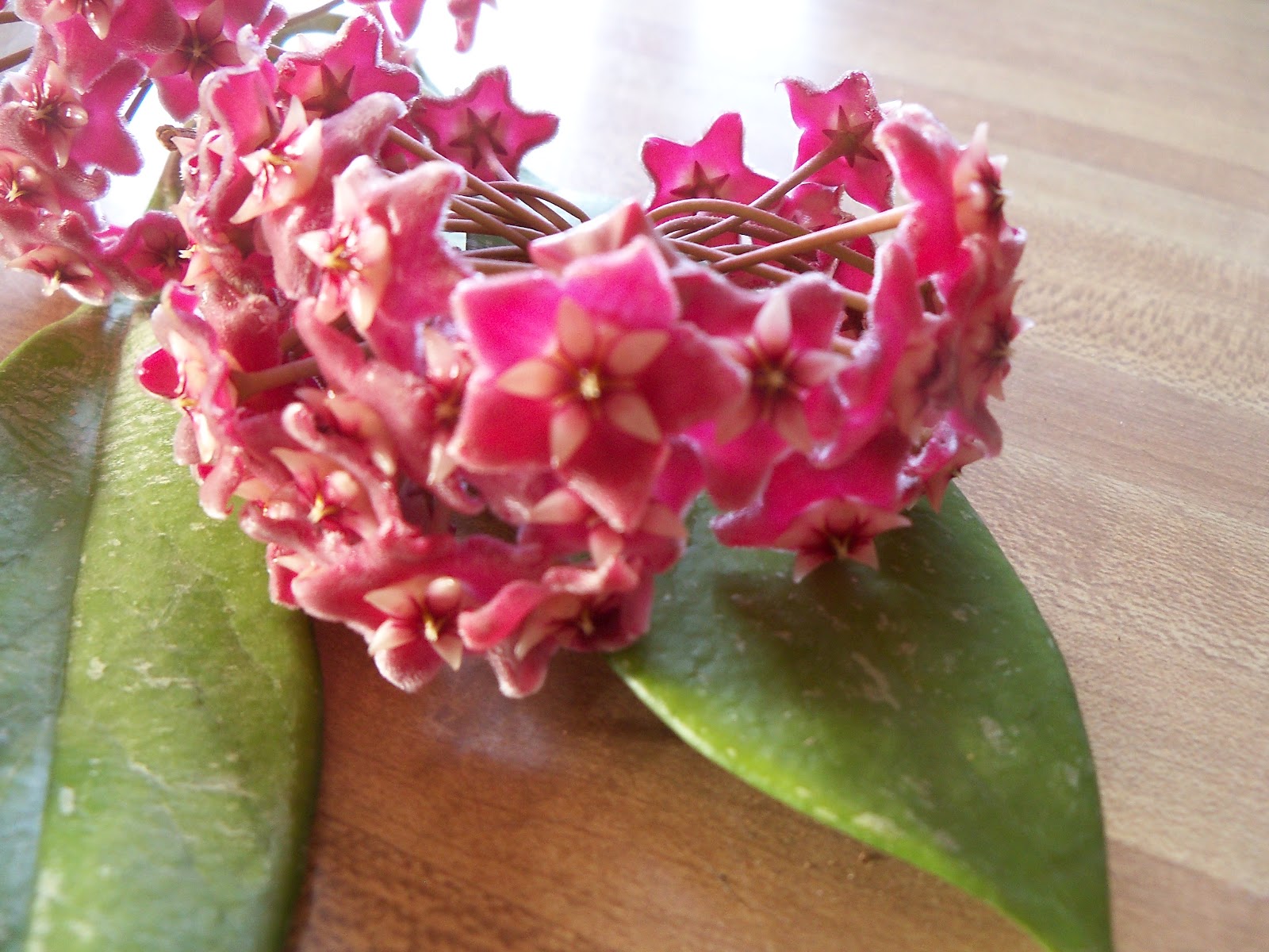 Hoya Flower Pictures