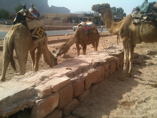 a group of camels with saddles on their backs
