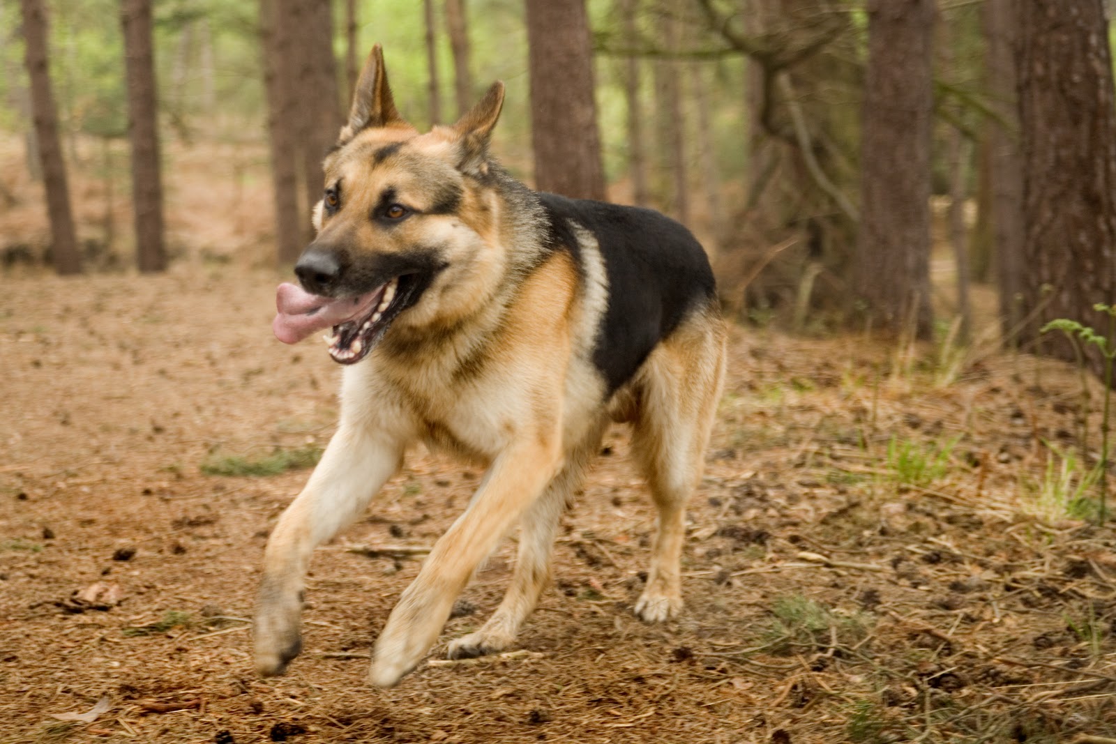 Best German Shepherd Dog Puppy Price In Northern Ireland UK