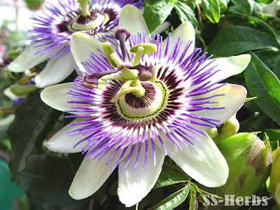 passion flower herb for anxiety,passiflora,passionflower,passion flower