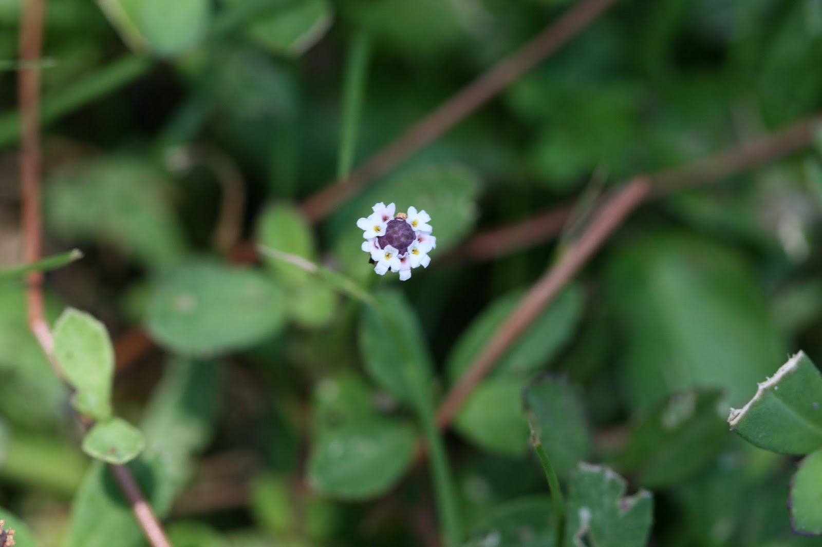 Native Florida Wildflowers Matchweed/Fog Fruit Phyla