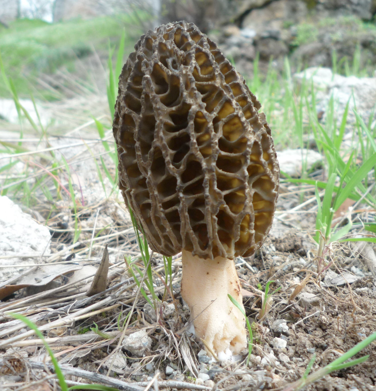 Kanaguchhi (Morel Mushroom)