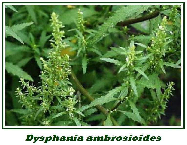 DTL Herbs LTD Unusual Herb Presentation.