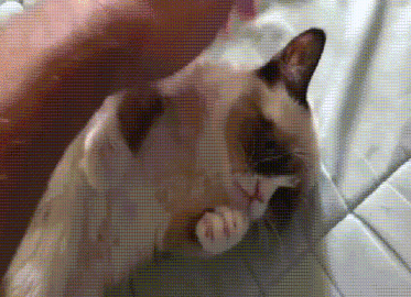 http://www.jimmyfungus.com/2014/01/the-best-of-grumpy-cat-best-grumpy-cat.html