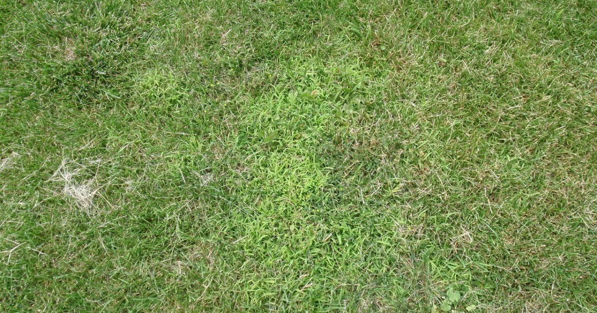 Michigan State University Postemergence Crabgrass Control in Turf