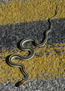 California Red-Sided Gartersnake on the double yellow line, Felter Road, Santa Clara County, California