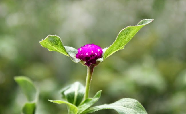 Gomphrena Flowers Pictures Gomphrena Flowers Pictures