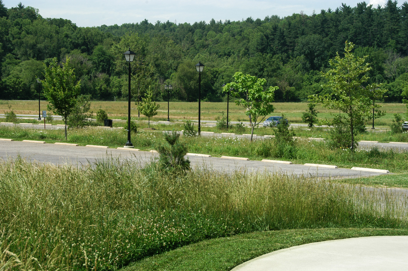 Natural Gardening Parking lot meadows