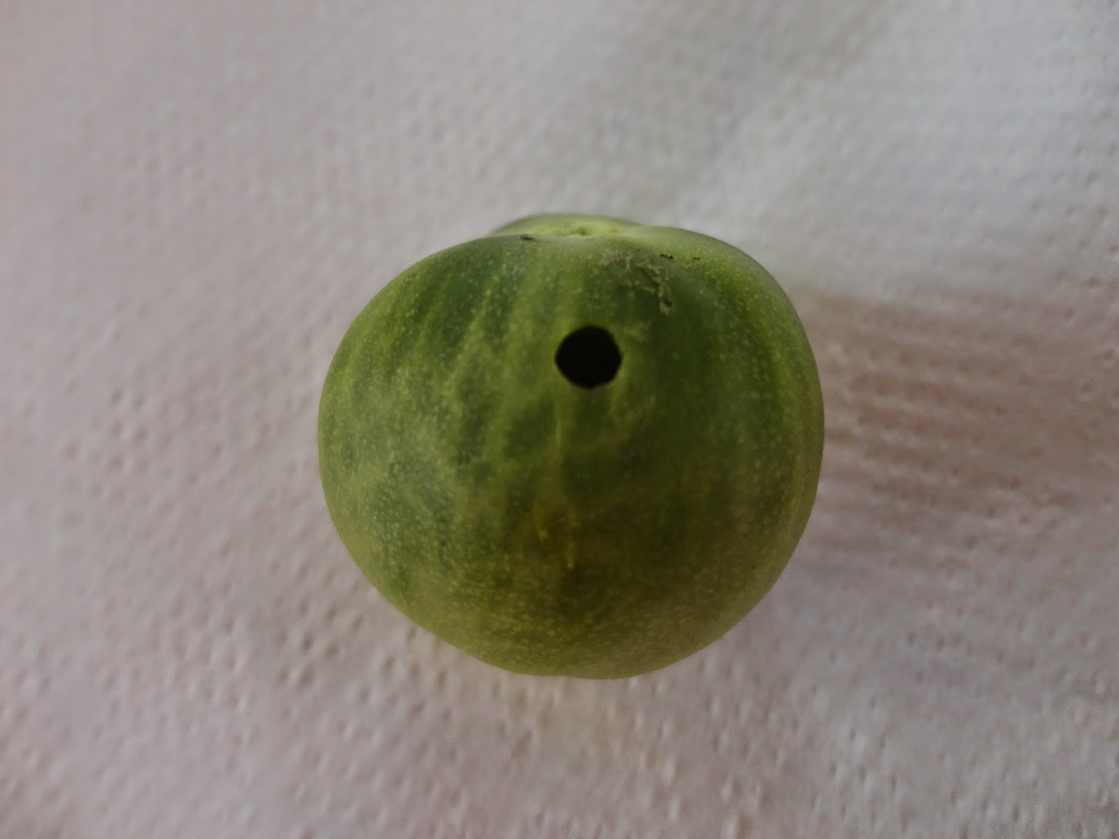 TOMATE VERDE AGUJEREADO POR UNA ORUGA