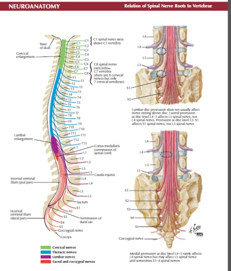 spine align images to root spine align images to root