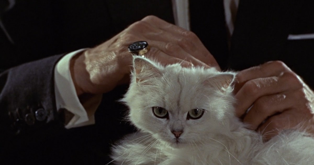 JAMES BOND MEMES Blofeld's cat in the Bond films and beyond