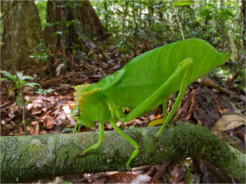 Communicate Science New Species Discovered in Suriname Picture Special