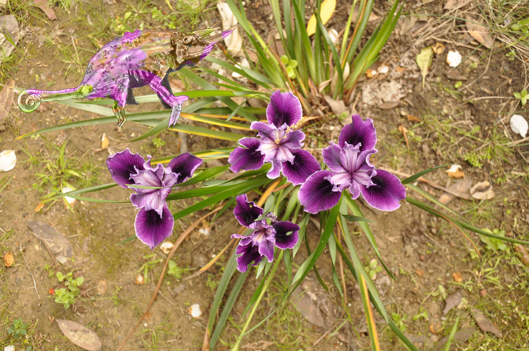 california native iris