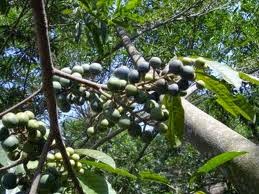 Khasiat dan Manfaat Buah Ganitri m dengan batang tegak dan bulat berwarna cokelat Khasiat dan Manfaat Buah Ganitri