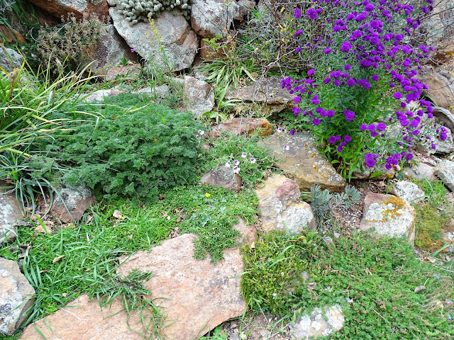 Gogardennow The Gardening Blog Abelia For Butterflies