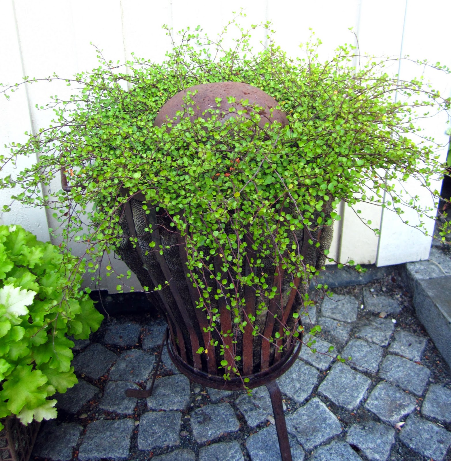 I vått och torrt trädgårdsdesign: augusti 2014