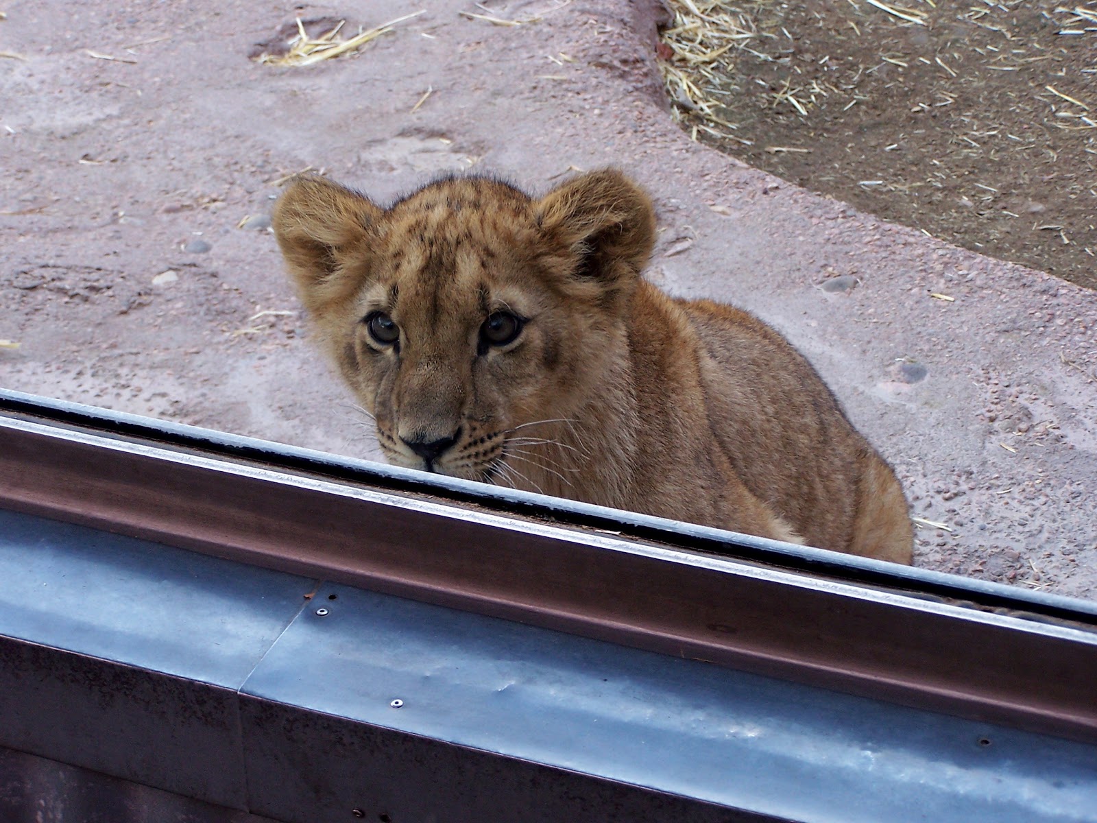 The Natural World Zoo Babies Lion Cubs at the Denver Zoo