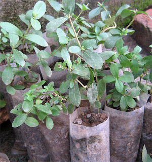Salable Stevia Plants