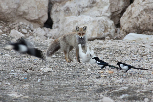 [Imagen: gato+y+zorro.jpg]