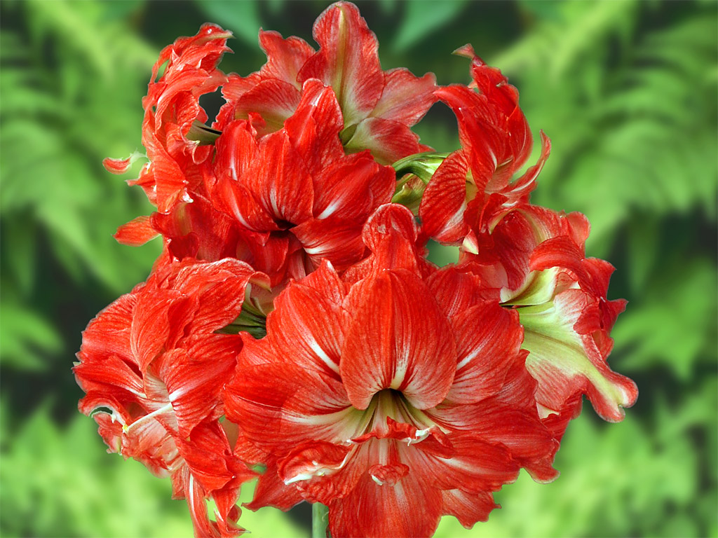 flower wallpaper hd new amaryllis flowers new hd wallpapers hd wallpapers flower wallpaper hd new amaryllis flowers new hd wallpapers hd wallpapers