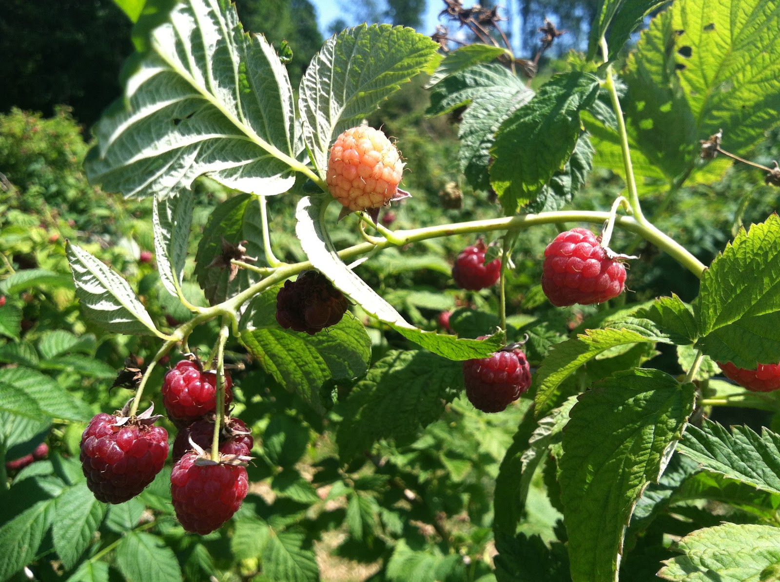 A Couple in the Kitchen Berry Picking