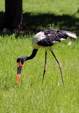 Maribu Stork