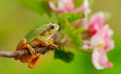 Frogs photos - Fotos de ranas