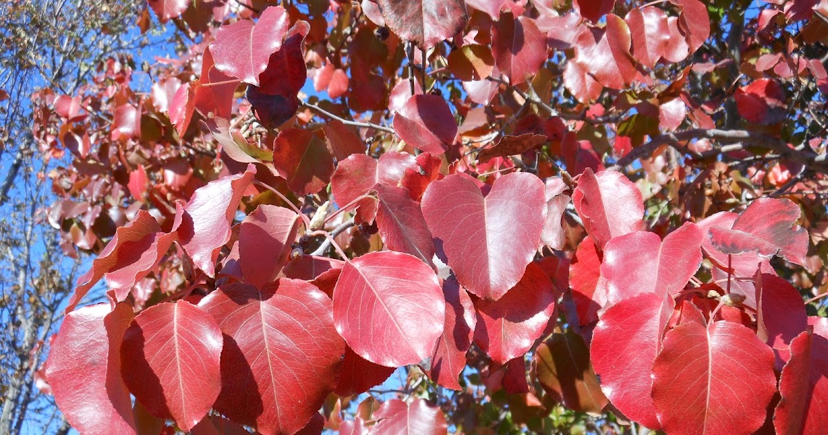 Trees That Please Nursery 30 Days of Fall Foliage, Friday November 2.