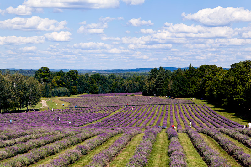 sending postcards bleu lavande