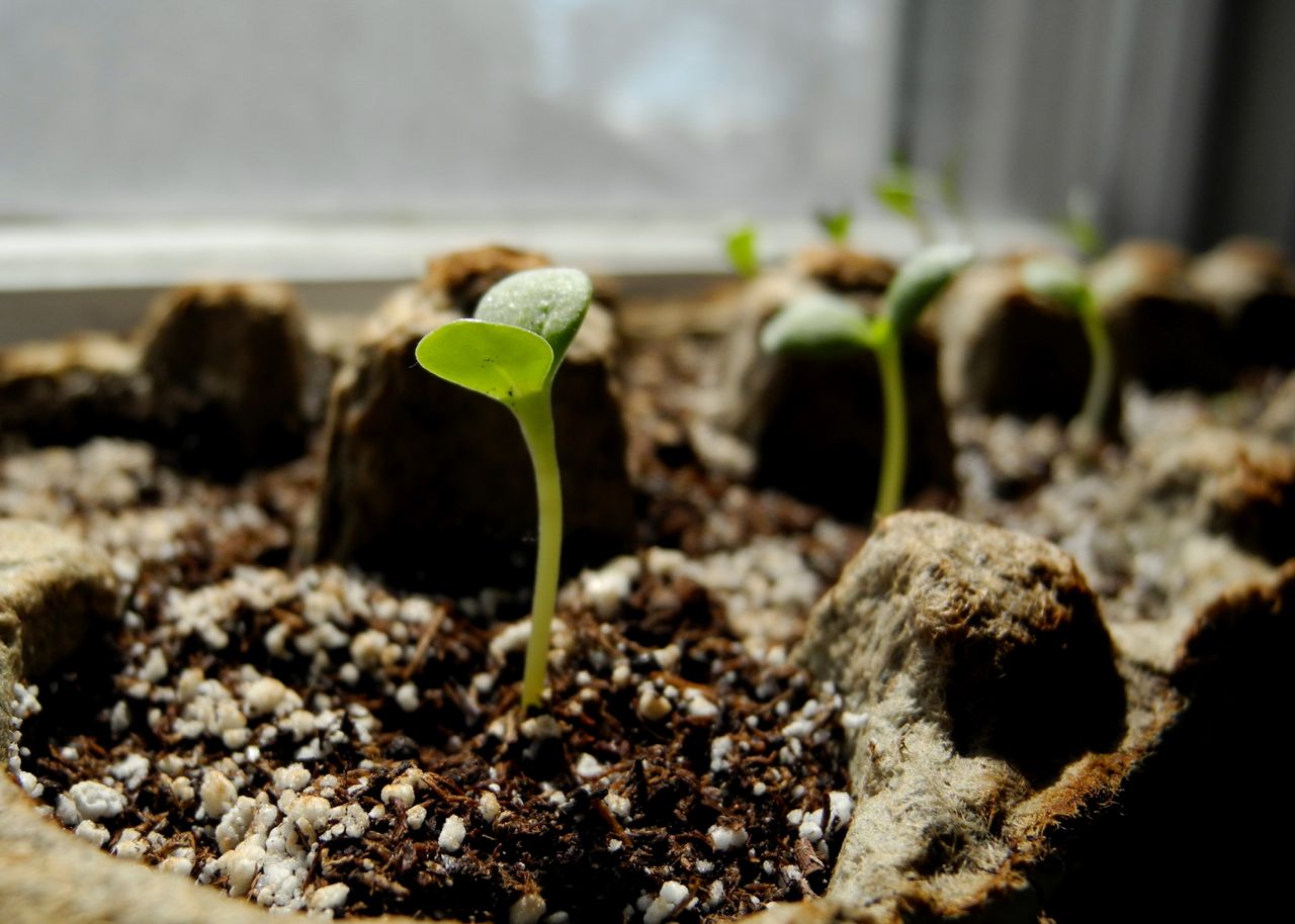 A Song of Sixpence starting seeds in egg cartons