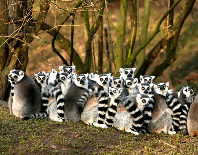Postais De Viagem O Blogue Do Viajante Pinto Lopes O Lemure Indri Do Parque Nacional De Andasibe Madagascar