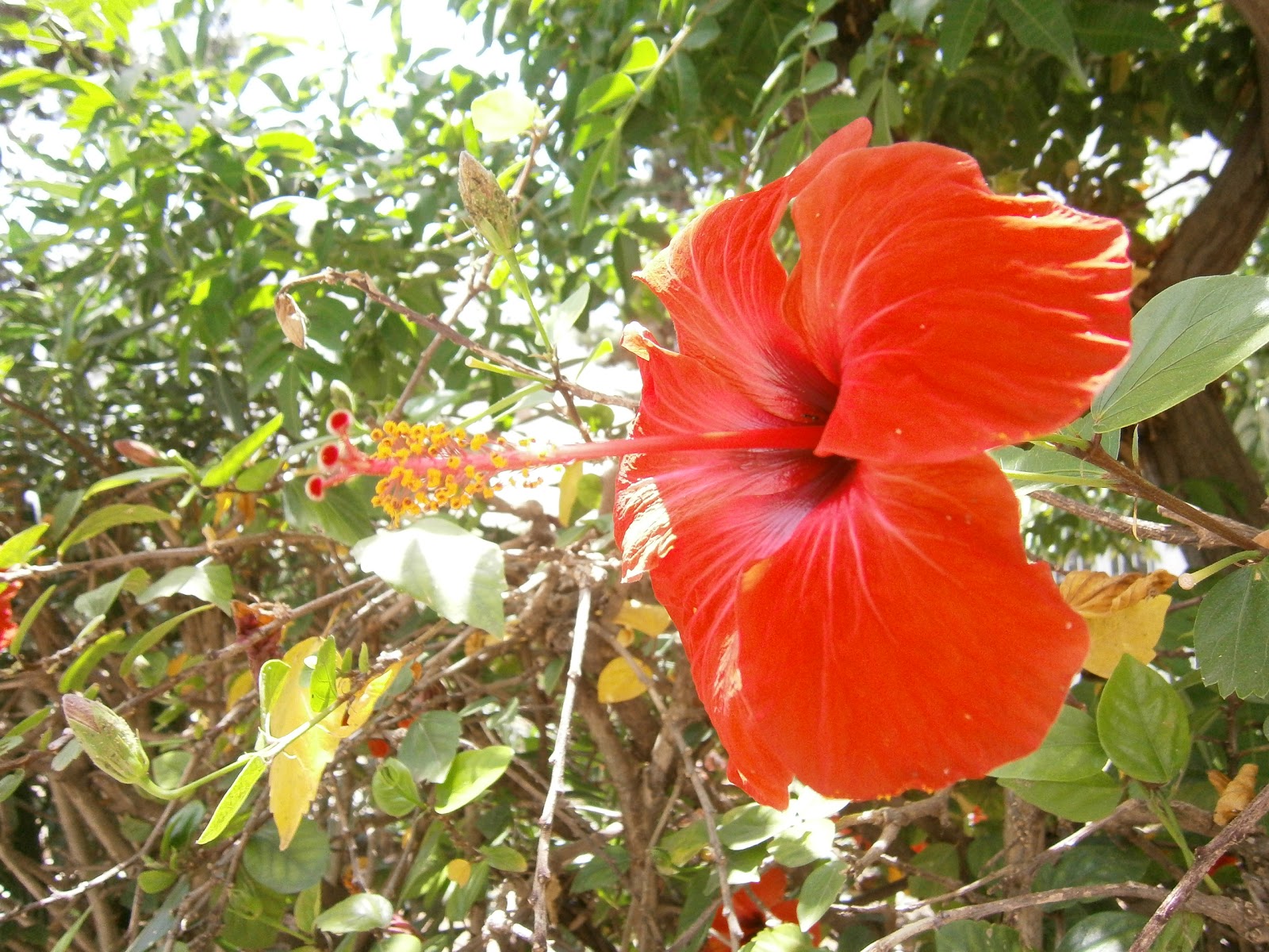 Cueillir Un Bouquet De Fleurs Sauvages D Ete Louise Grenadine