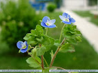 Veronica persica