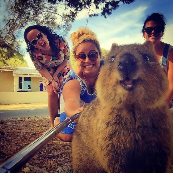 Post News Taking Selfies With Quokkas Is The Cutest Trend In Australia