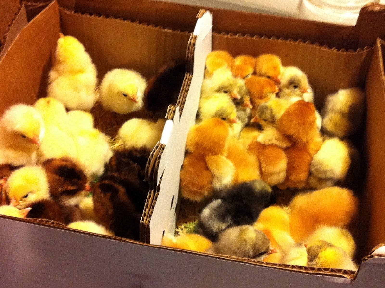 Culinary Types Heritage Meat Birds at Restoration Farm Go You