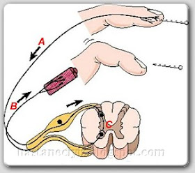 refleks refleks nedir, refleks nasıl oluşur, refleks nasıl meydana gelir