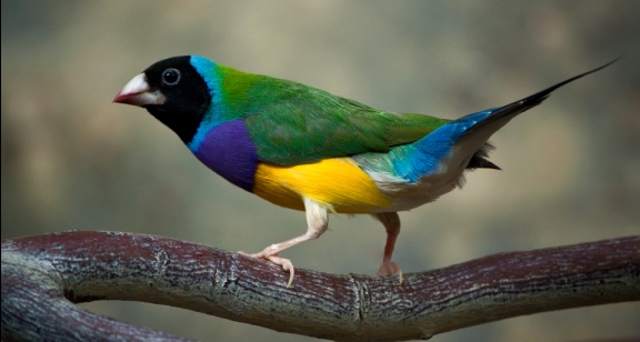 Gouldian Finch Bird