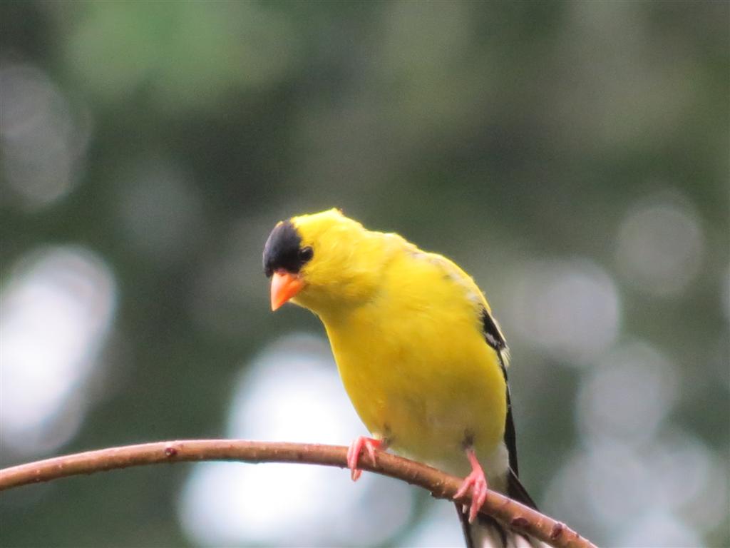 Viewing nature with Eileen: Goldfinches